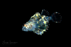 Lionfish Larva