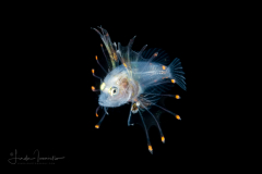 Lionfish - Probably Luna - Pterois lunulata
