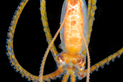 Longarm Octopus - Macrotritopus sp.