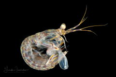 Mantis shrimp