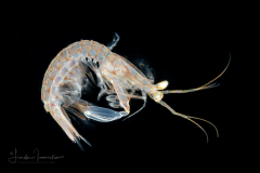 Mantis shrimp