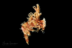 Marbled Shrimp - Saron Shrimp