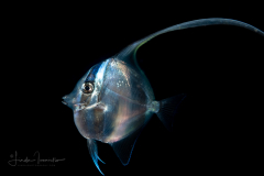 Moorish Idol - Zanclus cornutus - Juvenile