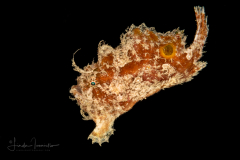 Ocellated Frogfish - Fowlerichthys ocellatus