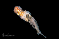 Paper Nautilus - Male - Argonaut - Argonautidae - Argonauta hians