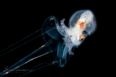 Paper Nautilus - Male - Argonaut - Argonautidae - Argonauta hians