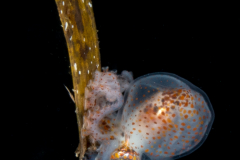 Paper Nautilus - Male - Argonaut - Argonautidae - Argonauta hians
