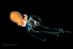 Paper Nautilus - Male - Argonaut - Argonautidae - Argonauta hians - on a Cnidaria - Olindias malayensis
