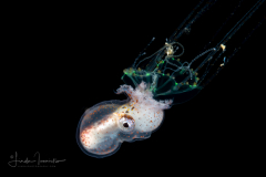 Paper Nautilus - Male - Argonaut - Argonautidae - Argonauta hians - on a Cnidaria - Olindias malayensis