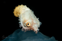 Paper Nautilus - Female - Argonaut - Argonautidae - Argonauta hians