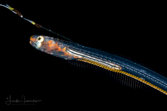 Pearlfish - Carapidae