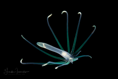 Pelagic Larval Stage of a Tube Anemone - Ceriantharia
