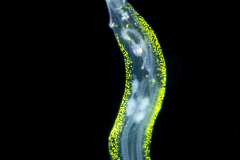 Phyllidoidae - Cephalopyge trematoides