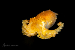 Poison Ocellate Octopus - Amphioctopus sp.