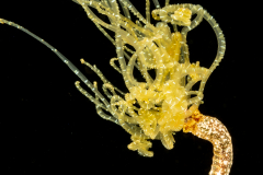 Polychaete Worm - Maybe Terebellid