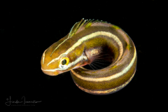 Probably a Juvenile Bluestriped Fangblenny - Plagiotremus rhinorhynchos