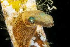 Pygmy Squid - Idiosepius sp.