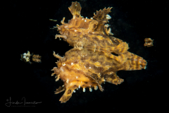 Sargassumfish - Histrio histrio - With a Reflection
