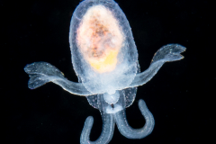 Sea Angel - Gymnosome Pteropod - Hydromyles globulosus