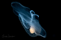 Sea Butterfly - Corolla spectabilis