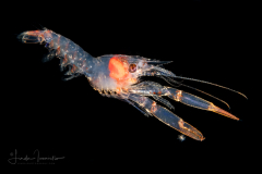 Shrimp