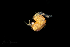 Shrimp