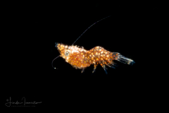 Shrimp