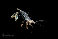 Shrimp