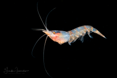Shrimp