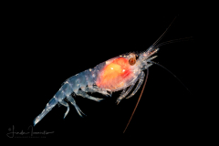 Shrimp