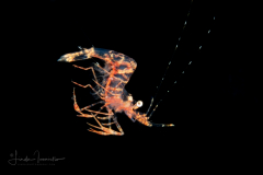Shrimp