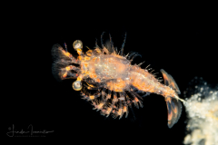 Shrimp