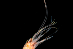 Shrimp - Krill?