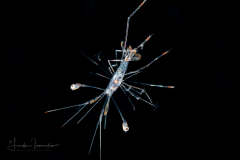 Shrimp with Eyes on Long Stalks
