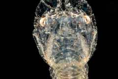 Slipper Lobster Puerulus Stage