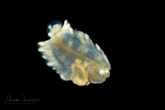 Sole Larva