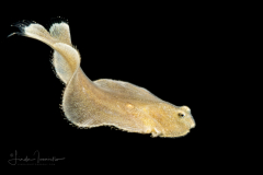 Sole Larva
