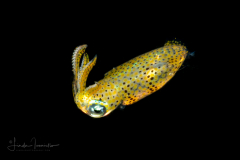 Squid