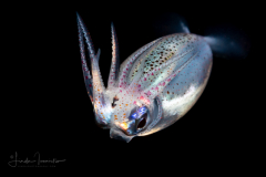 Squid