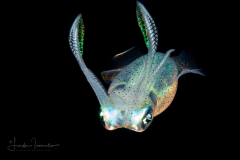 Squid