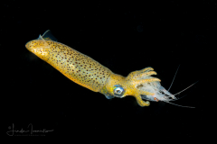 Squid Feeding on a Shrimp