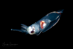 Squid - Ommastrephidae Family - Rhynchoteuthion Paralarvae