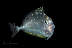 Surgeonfish - Unicornfish - Acanthuridae - Naso sp.