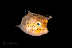Thornback Cowfish - Juvenile - Lactoria fomasini