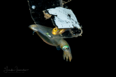 Two-Tone Pygmy Squid - Idiosepius pygmaeus
