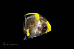 Unknown - Juvenile Angelfish ?