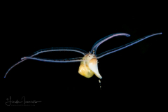 Veliger Larva of a Marine Gastropod