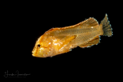Waspfish - Tetrarogidae