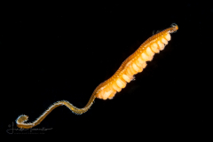 Worm With Eggs