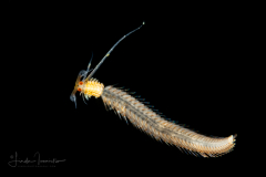 Worms